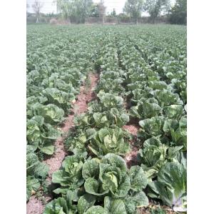 China No Pesticide Fresh Chinese Cabbage Grows In Village Without Pollution on sale