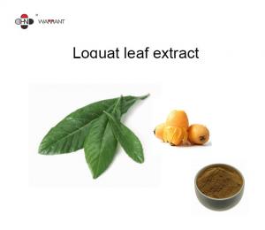 China White Organic Loquat Leaf Extract 98% Ursolic Acid Powder Food Grade on sale