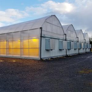 Quality Led Grow Lighting Tunnel Auto Light Dep Greenhouse Multi Span For Hemps Growing wholesale