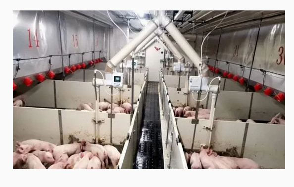 Quality Modern Pig Farm Steel Building/ Poultry House wholesale