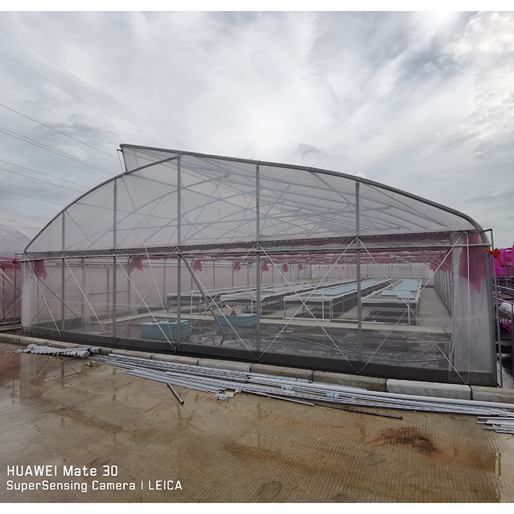 Film Covered Greenhouse Hydroponics System Agricultural DWC Hydroponics System