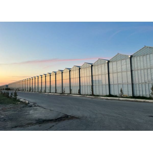 10x10 10x12 10x6 Aluminum Venlo Glass Greenhouse Grow Rose With Cooling System Ventilation System