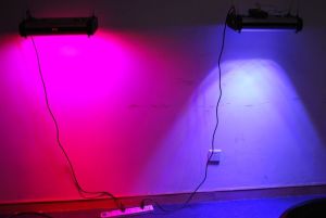 Quality Cidly 300w LED Light Source programmable led grow light wholesale
