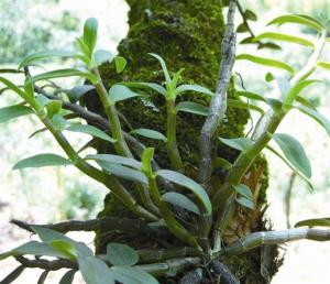 Quality The stem of noble Dendrobium officinale Kimura et Migo dendrobe Dendrobium nobile Segment Shi hu wholesale