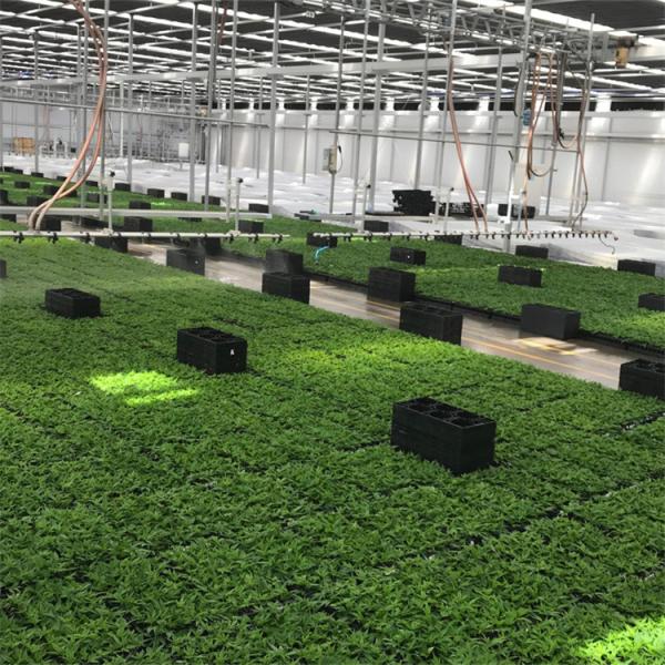 Light Blackout Greenhouse Poly Tunnel Light Deprivation Blackout Single Tunnel