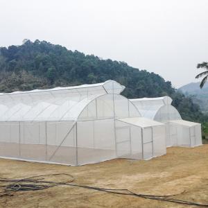 China Agriculture Single Span Single Tunnel Umbrella Roof Vent Greenhouse For Hot Area on sale