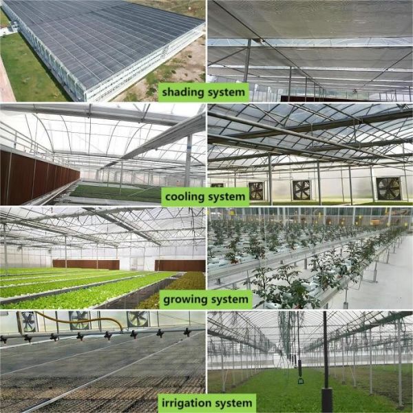 3m-6m Tropical Sawtooth Greenhouse Gutter Connected Steel Framework For Hydroponic Roses