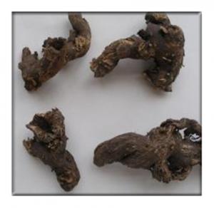Quality Crude medicine of Rhizoma Cimicifugae,black cohosh root wholesale