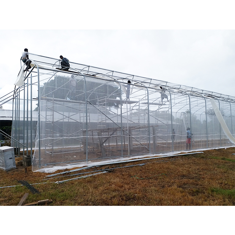 Quality 200micron PE Film Ventilation System Greenhouse High Security Weather Proof wholesale