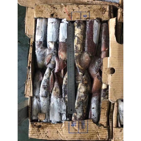 Good Color Whole Round BQF Frozen Indian Squid 100 - 300g