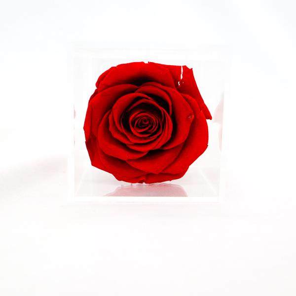 Beautiful Colorful Preserved Rose Flower For Home Indoor Decoration