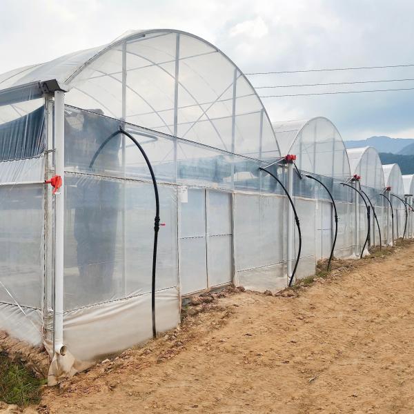 Turnkey Projects Installed Commercial Hydroponic Plastic Film Green House Multi