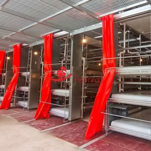 Quality Anti-Aging Stable Operation Poultry Manure Removal System Rust Resistance wholesale