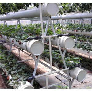 Quality Pollution Free Commercial Hydroponic Greenhouse Saving Water / Fertilizer wholesale