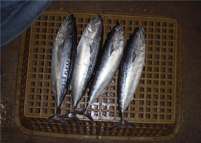 Fresh Delicious 250g 300g Sea Frozen Bonito Fish For Canned