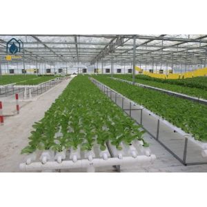 Agricultural Vertical NFT Hydroponic Lettuce Growing Systems Equipment In