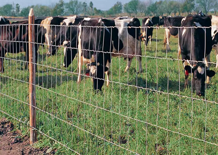 Zinc Coated Square Woven Wire Deer Fence 3D Modeling Wire 1.8mm-2.5mm For Corrosion Resistance