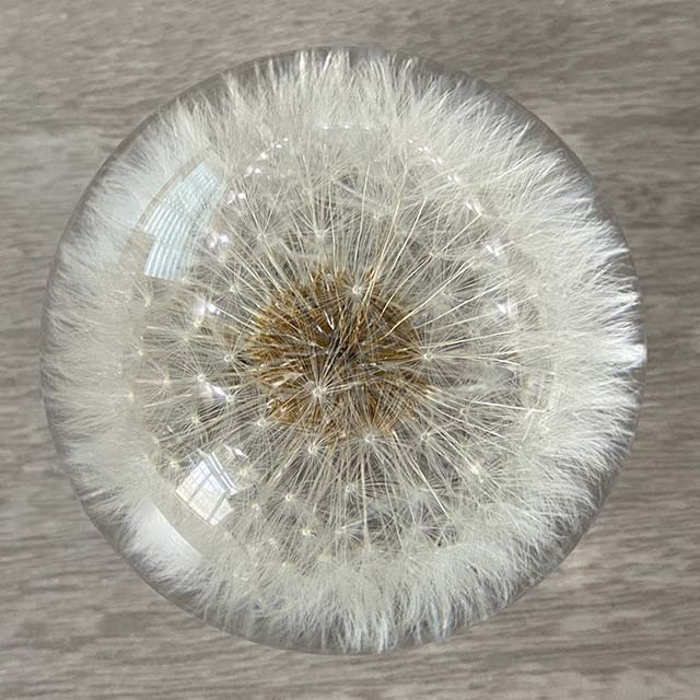 Dandelion Flower Ball Paperweight, Real Dandelion in Resin