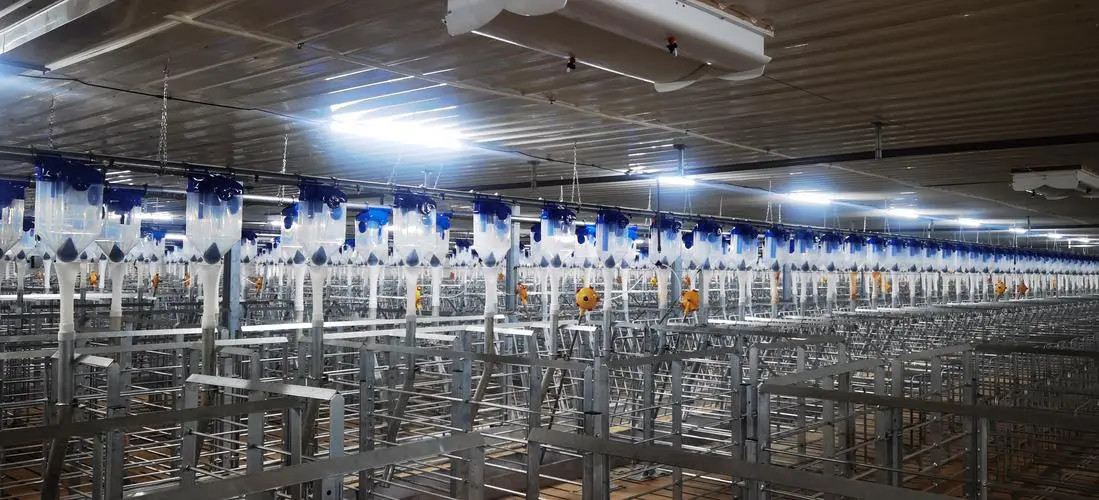 Livestock Farm Equipment Individual Sow Cage For Mating