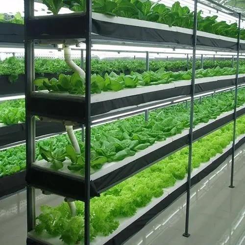 Steel Structure Hydroponic System Container Greenhouse for Vertical Farming