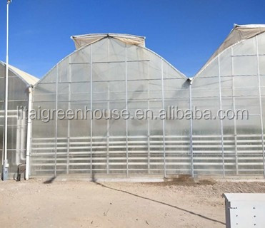 Multi Span Agriculture Greenhouse Height 3m Customized Length 50m