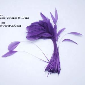 Quality FEDEX Shipping for Millinery Supplies Stripped Coque Feather wholesale