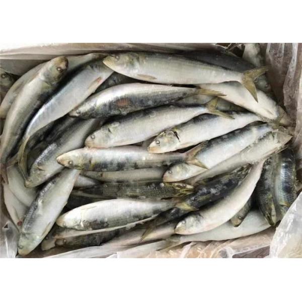 Sardinella Lemuru Whole Round 95g Fresh Frozen Sardines