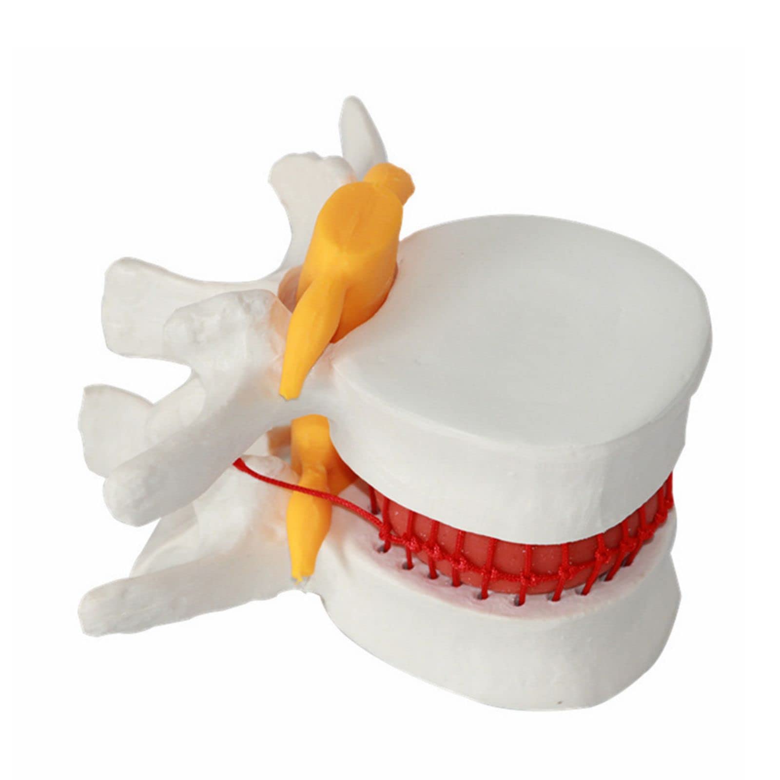 Human Vertebrae Anatomical Skeleton Educational Model 3D