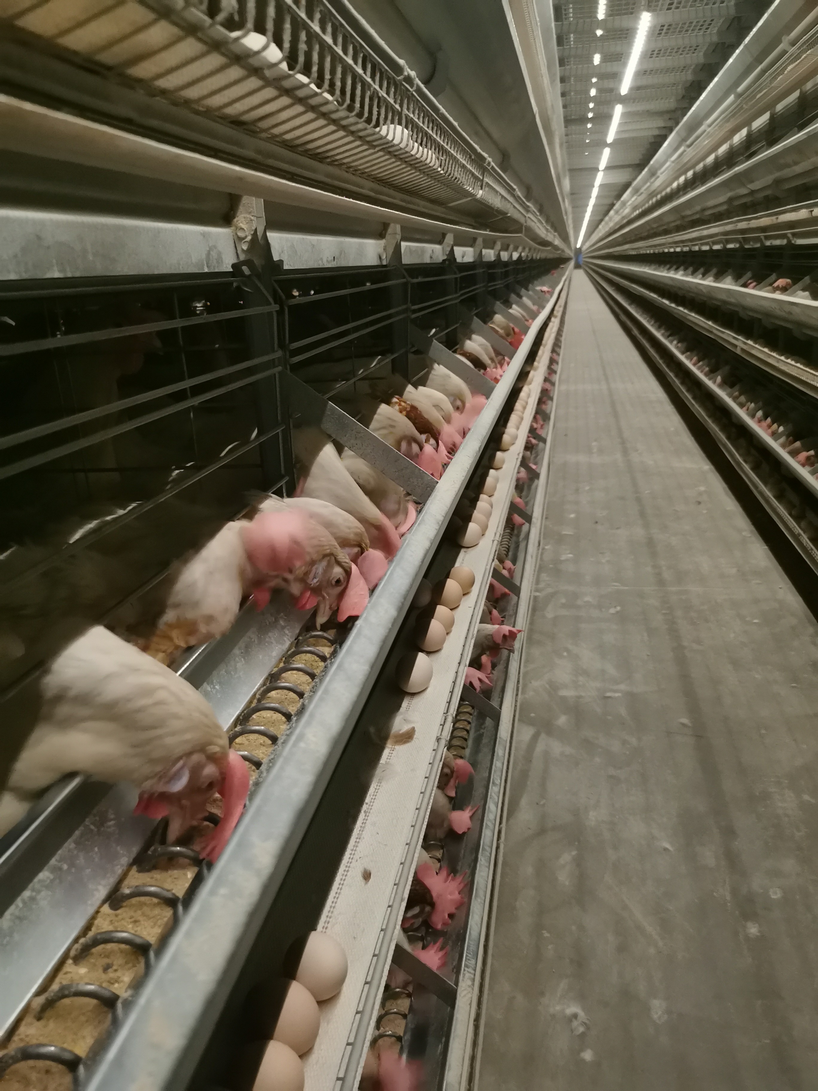 Smooth Aluminum Galvanized Wire Chicken Egg Layer Cages 4-8 Tiers