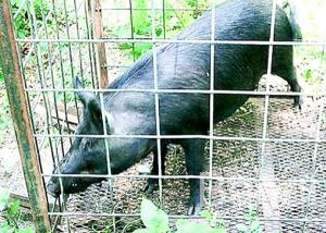 Quality 4 Gauge Welded Hog Wire Mesh Panels 16' X 34&quot; Panel For Livestock Fencing wholesale