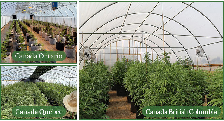 0.22kn/m2 Snow Load Capacity Easy Installation Tunnel Greenhouse with 1.5 Meter Arch Rod and Bolted / Welded Method