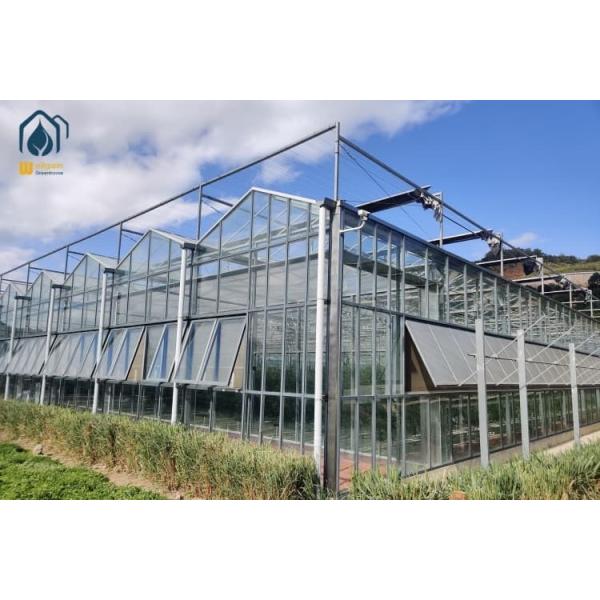 Large Agricultural Multi Span Glass Greenhouse Square Commercial Hydroponic