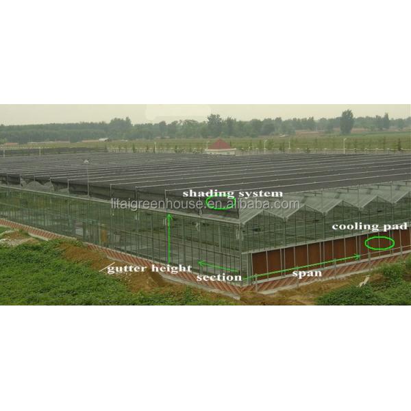 Smart Controlled Safe Glass Greenhouse for Vegetable Fruits Flowers Top Height 4.8m-6.8m
