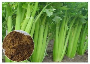 China 80 Mesh Celery Extract Powder , Celery Seed Apium Graveolens Extract For Arthritis on sale