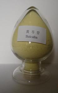 Quality factory supply Scutellaria Root Extract 85% Baicalin powder wholesale