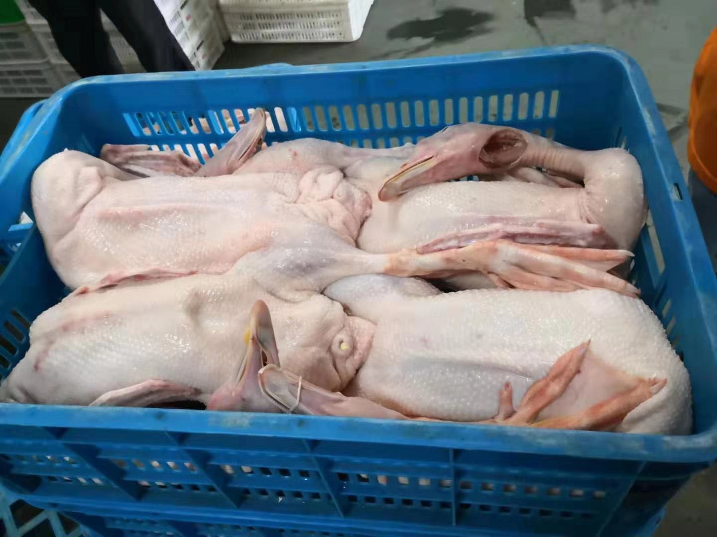 Semi Auto Chicken Feather Plucking Equipment Slaughterhouse Poultry Plucking Machine