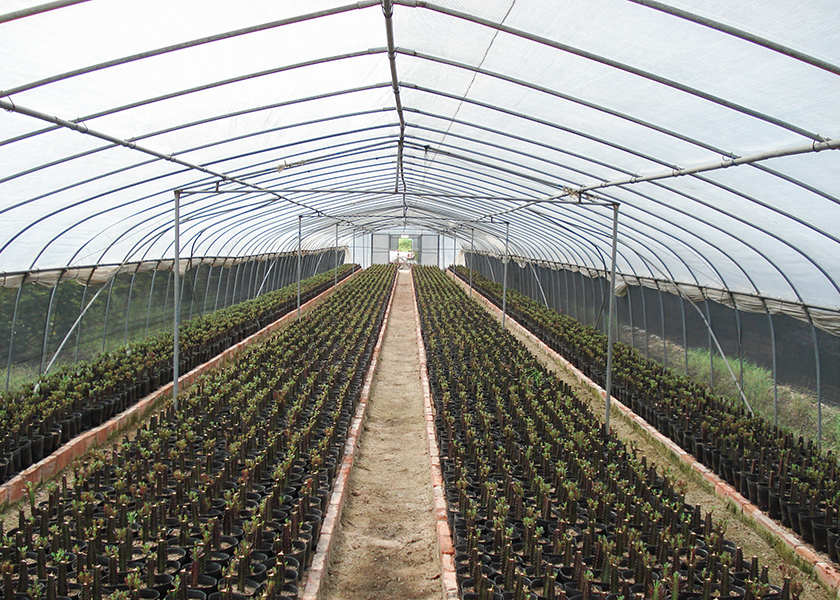 Quality Small Scale Farming Single Span Greenhouse Customize Plastic Film Greenhouse wholesale