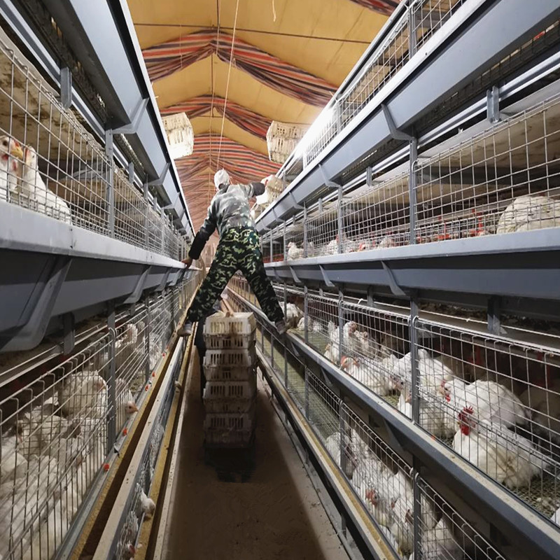 Modern Automatic Broiler Chicken Farming Equipment H Type Poultry Broiler Cage for Nigeria