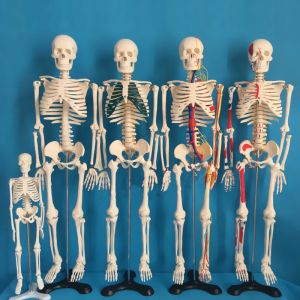 Quality Medical Science 180cm Scattered Anatomical Skeleton Educational Model wholesale