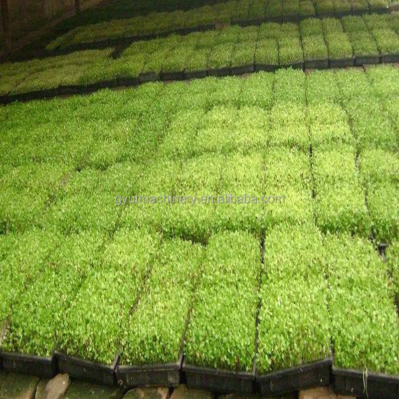 Effortless Seeding of Vegetable Seeds with Automatic Seed Sowing Planting Machine