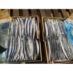 Quality IFS High Protein #3 BQF Frozen Pacific Saury Fish wholesale