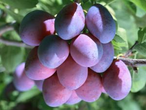 China black plum extract/dark plum extract/smoked plum extract/pure plum extract 10:1 on sale