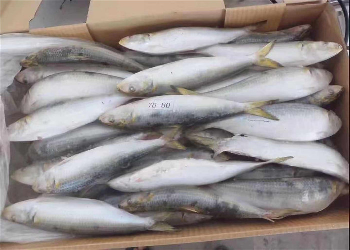 Fresh 75g Sardinops Melanostictus Frozen Sardine Fish