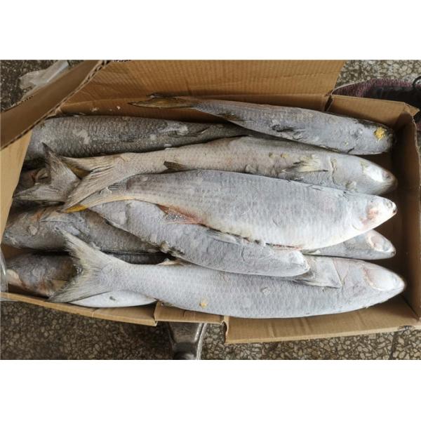 Quality 100% Net Weight Fresh 600g 700g Frozen Grey Mullet wholesale