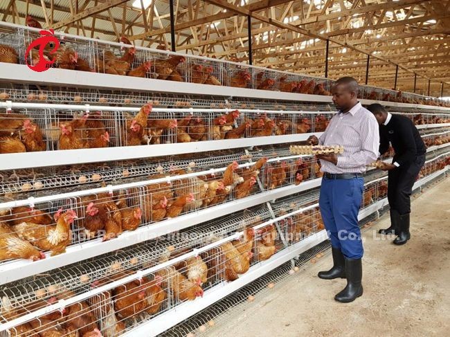 Q235 Grade Steel Wire Layer Farming Cage System With Nipples And Nipples With Cups Star