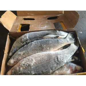 Quality 900g Mugil Cephalus Cephalus Whole Round Frozen Grey Mullet wholesale