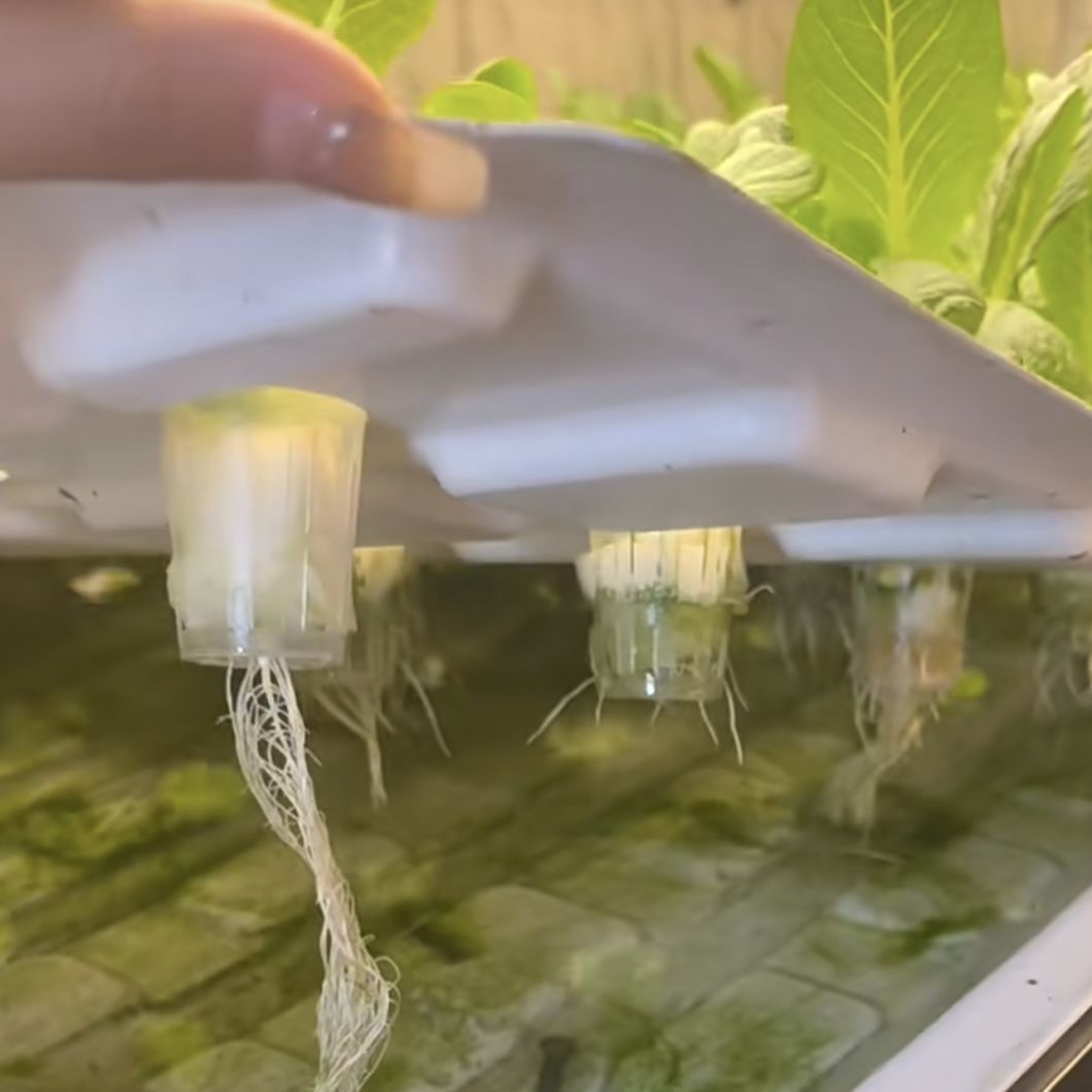 Leafy Greens Container Greenhouse for Vegetables