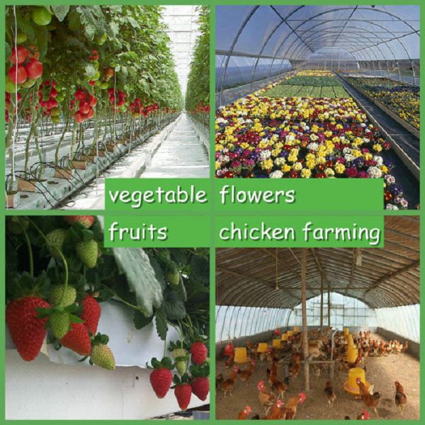 3m-6m Tropical Sawtooth Greenhouse Gutter Connected Steel Framework For Hydroponic Roses