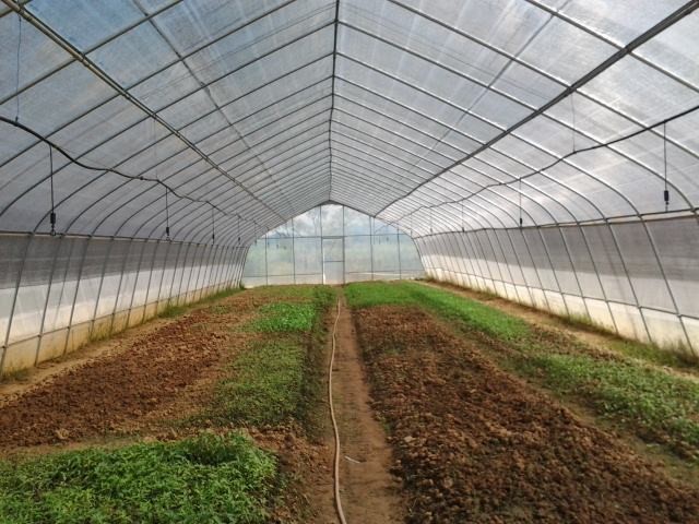 Section 4m Polyethylene Film Greenhouse , Single Span Greenhouse For Vegetable