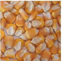 320 Channels 2-6T/H Throughput CCD Camera Optical Wheat Sorting Machine